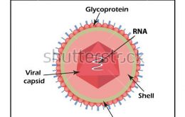 cấu trúc mô hình của virus bại liệt