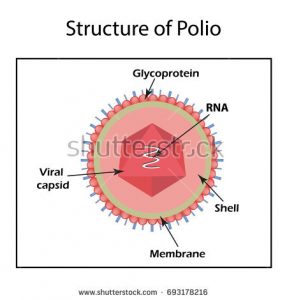 cấu trúc mô hình của virus bại liệt