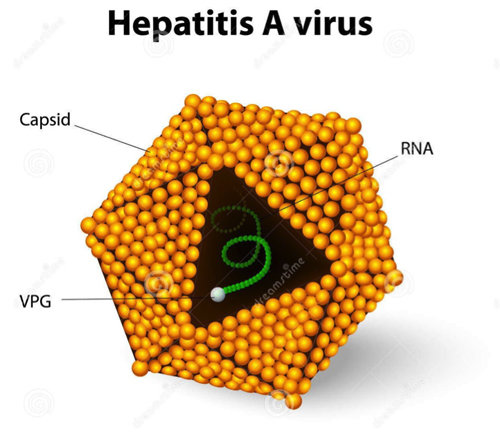 virus viêm gan A (HAV)virus viêm gan A (HAV)